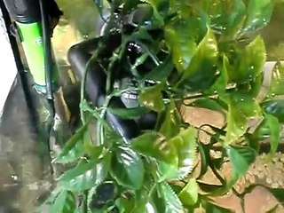 As minhas tartarugas no novo aquario.