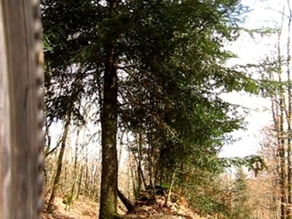 Freeride