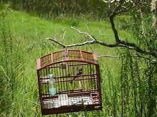 Coleiro Bode o mais valente que eu ja vi no mato