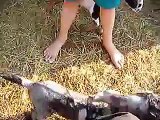 bottle feeding baby goats
