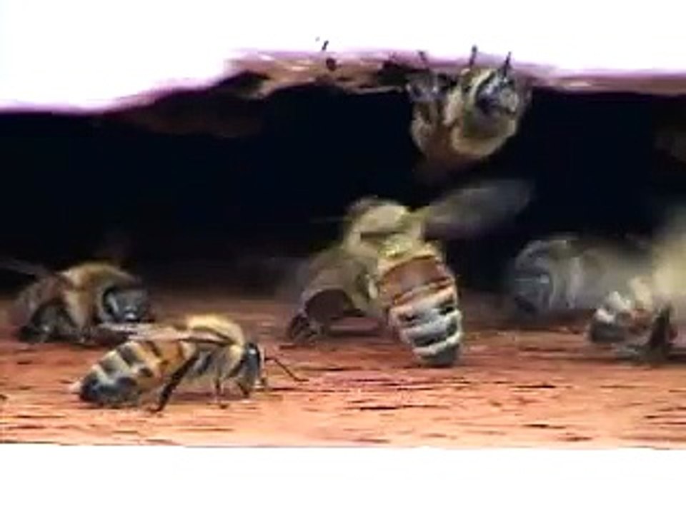 Beehive - Flight Operations I