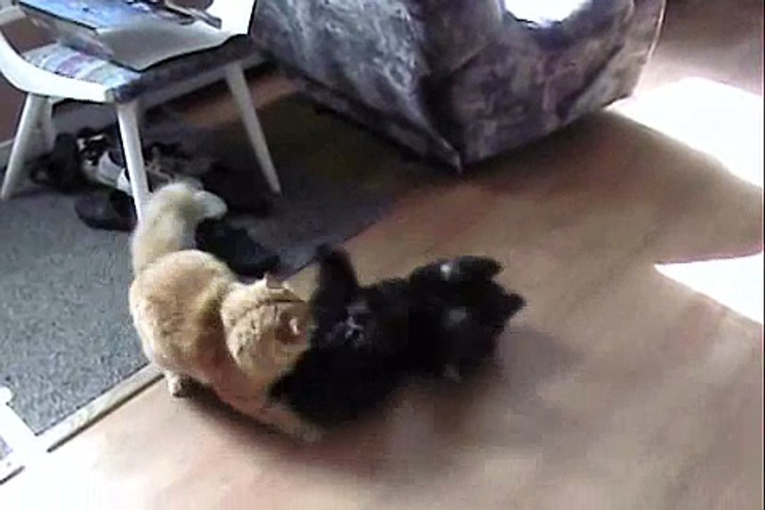 CHAT vs. CHIEN