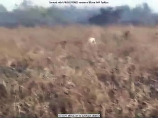 Hare coursing | Magyar Agar | Version 2