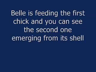 2nd chick hatches at NCTC