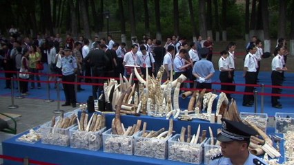 China crushes half a tonne of ivory