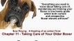 Your older Boxer Dog - Old Age Boxer Dog Care Tips