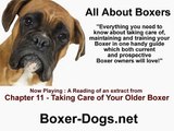 Your older Boxer Dog - Old Age Boxer Dog Care Tips