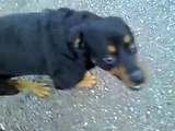 rottweiler attacks again. Rotweiler bites