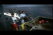 Caterpillar Marine Engine Customer Testimonial - Shark Wranglers