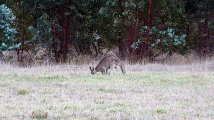 Le kangourou en gros plan.