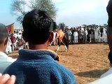 JHELUM HORSE DANCE