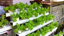 CEBU HYDROPONICS--- hydroponic lettuce garden