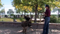 LTR Training Tips: Training Donkeys