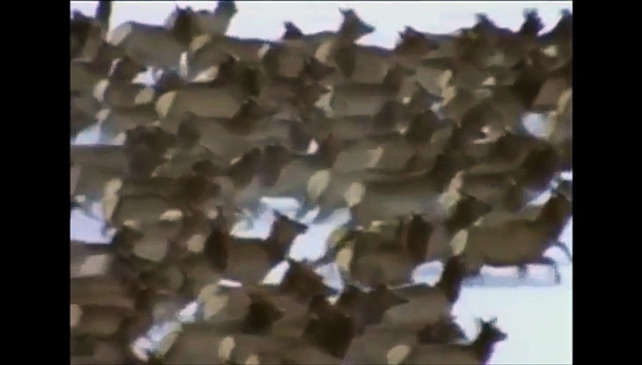 Il Lupo