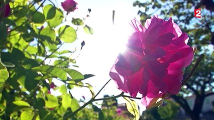 La récolte des roses de mai a commencé