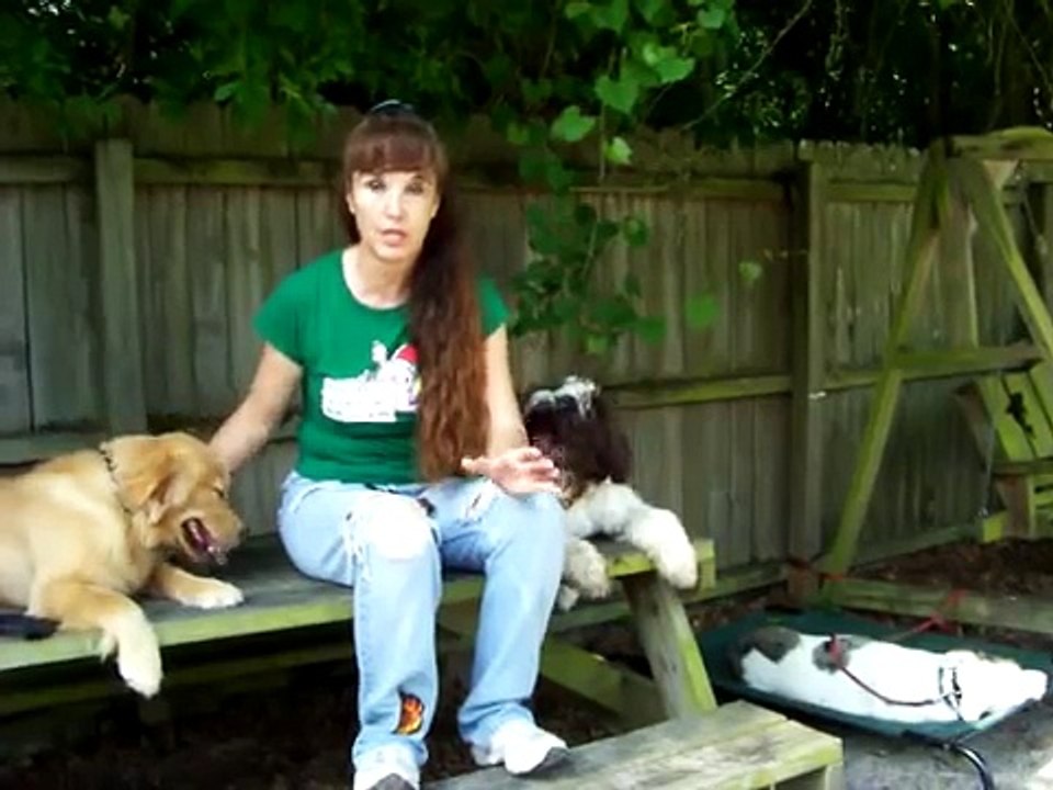 SHOCK COLLAR DOG TRAINING!!!!!!!!!!!!!!!!!!!!!!!!!!!!!!!!!!!!