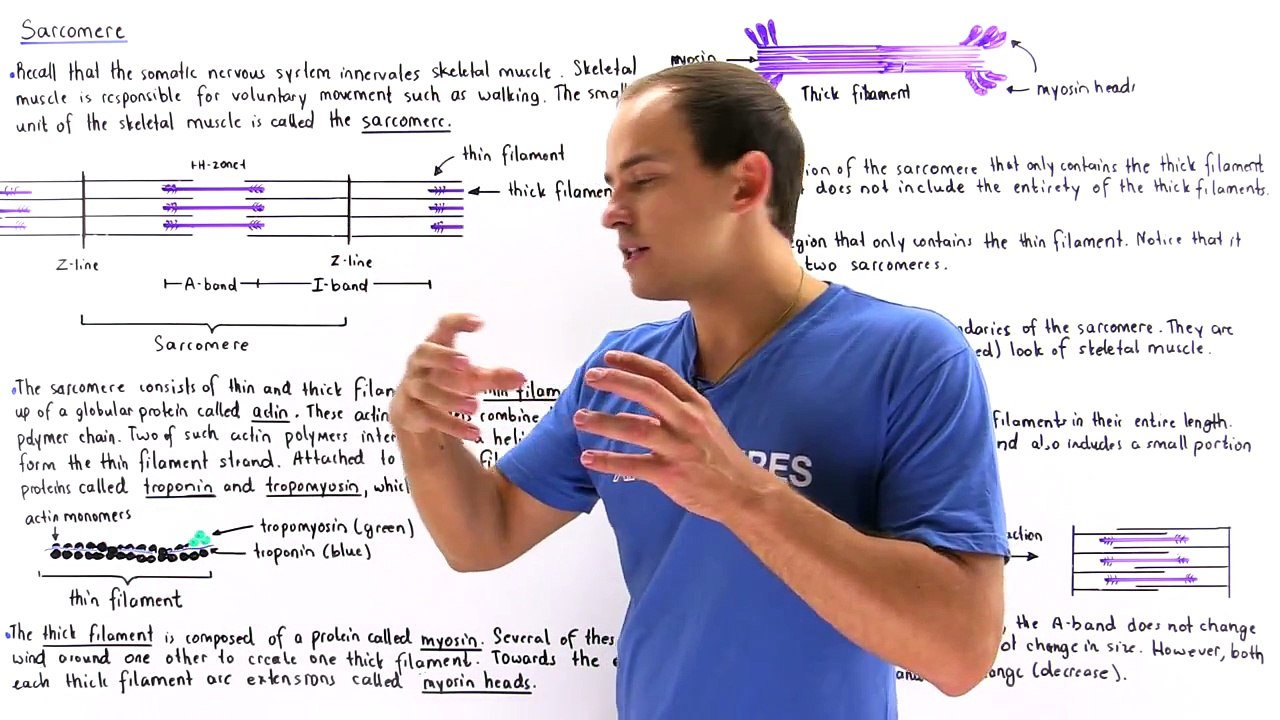 Sarcomere