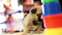 Pug Puppies are the Silliest of Puppies