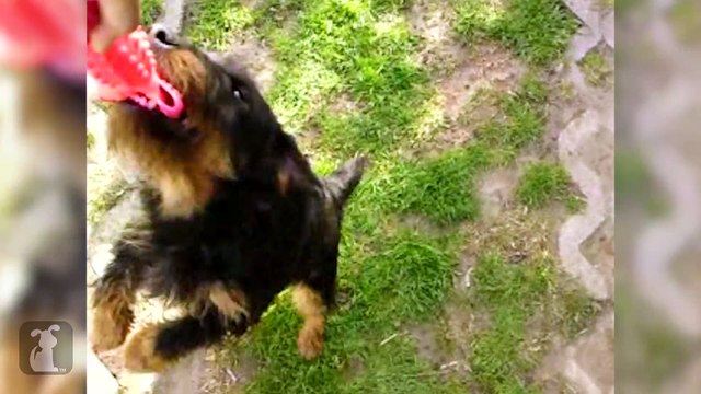 The Pet Collective Loves Your Pets