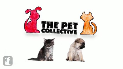 7 More Amazing Kitten Facts!