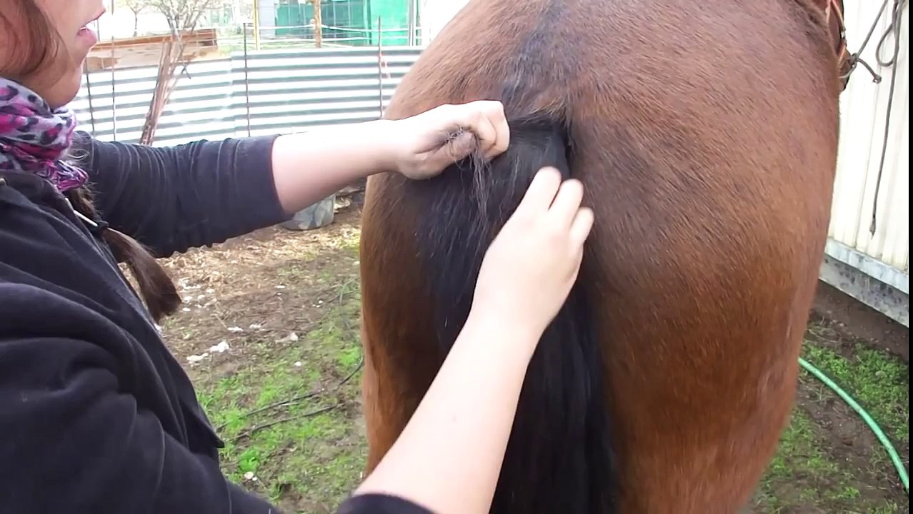 Tutorial: Trenzar la cola del caballo.