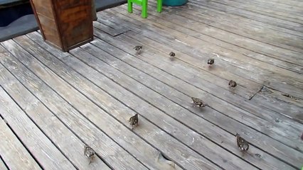 Aruba Birds - Ruddy Turnstone beggars Aruba near Hadicurari Nov 28 2011
