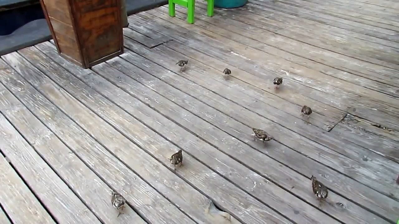Aruba Birds - Ruddy Turnstone beggars Aruba near Hadicurari Nov 28 2011