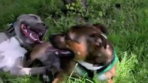 Tucker and Marley - a blossoming bromance - Staffordshire Bull Terrier