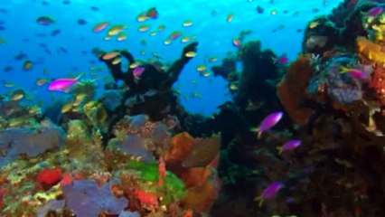 Great Barrier Reef spared 'in danger' listing for now