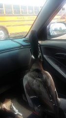 Un canard vient chercher un enfant à l'école... Mieux qu'un chien!