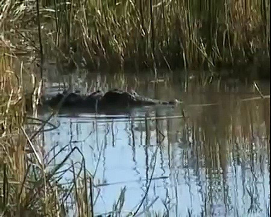Crocodile eat big Python
