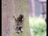 Monkey Magic - baby monkey up a tree