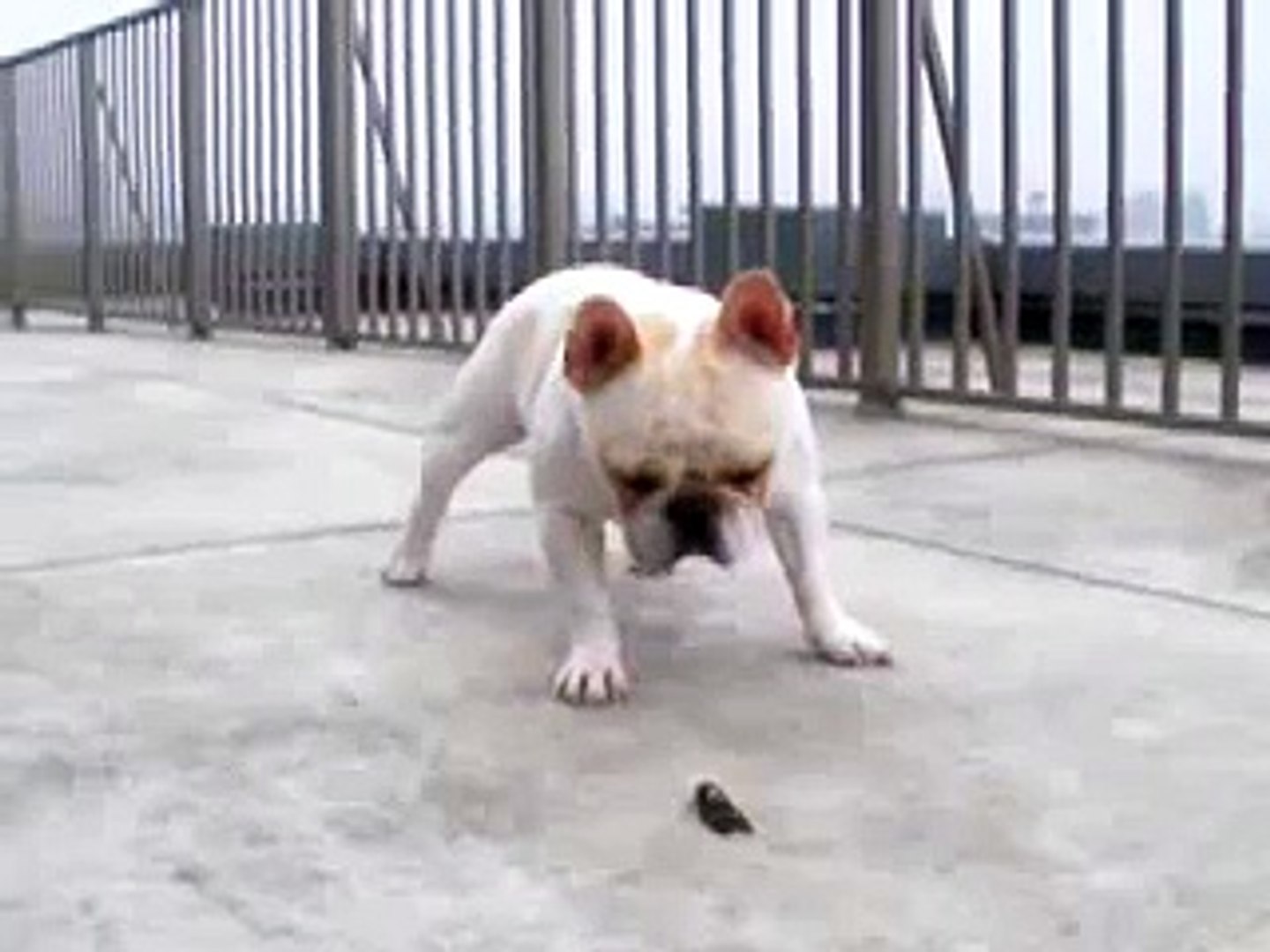 フレンチブルドッグのミルコ 138 セミはやっぱり怖いなー Video Dailymotion