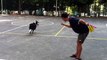 Walle the border collie frisbee trick 1 边境牧羊犬1