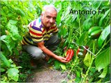 Marius Boroi, producator de rasaduri certificate ecologic