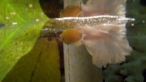 Betta Fish - Laying Egg