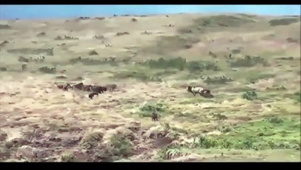 Leones contra Hienas - Peleas reales de Leones contra Hienas