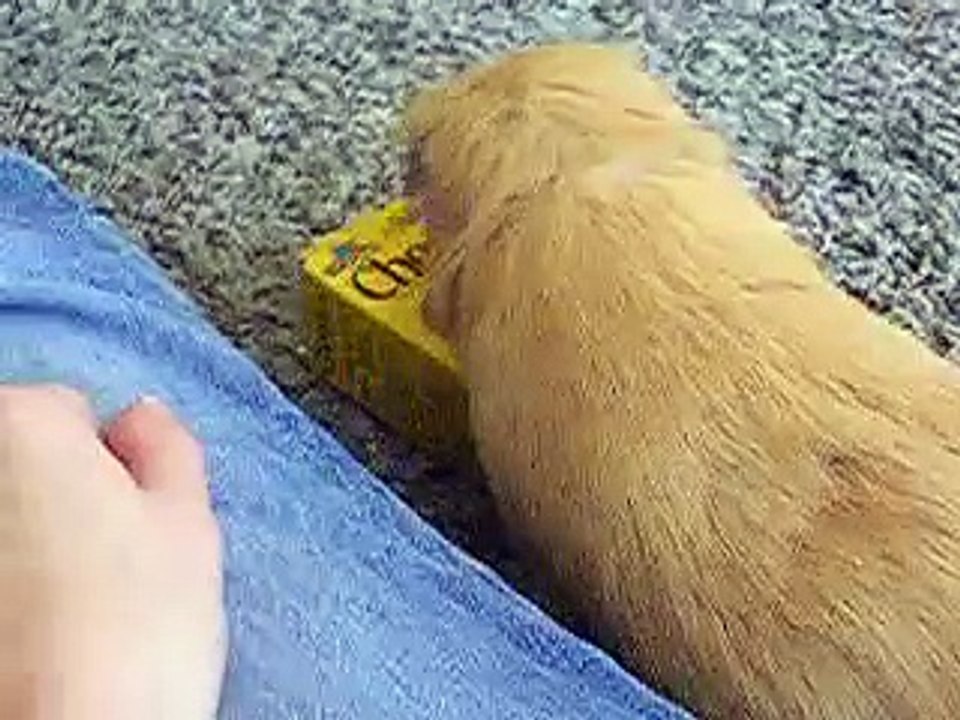 Bubs
