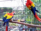 Hellrote ara, scarlett macaw ,ara macao