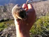 Mountain pygmy possum falls creek 07