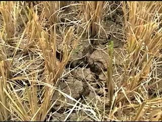 Hotter weather ahead: El Nino to worsen in August