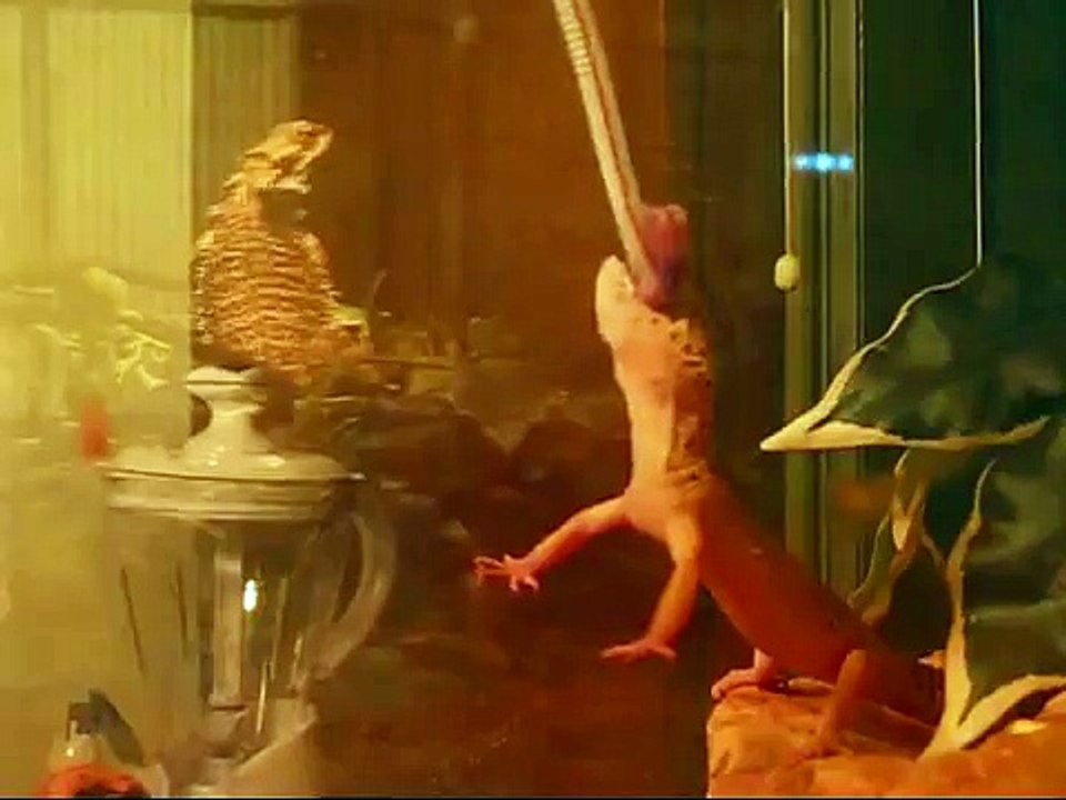 2 leopard geckos eating pinky mice