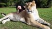 World biggest Cat | Lion and tiger cross breed super animals | Big liger