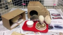 ハリネズミ親子の食事風景 / Hedgehog parent-child meal landscape