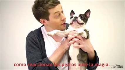 Así reaccionan los perros ante los trucos de magia