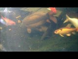 underwater pond footage, koi,linea mirror,common carp, barbel, golden rudd, tench