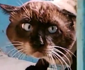 чё вам надо?