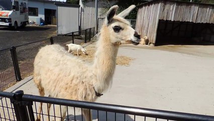 秋吉台サファリランドのラマ（リャマ）