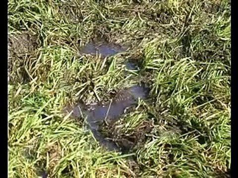 Waarheen met het veen (nederlands)