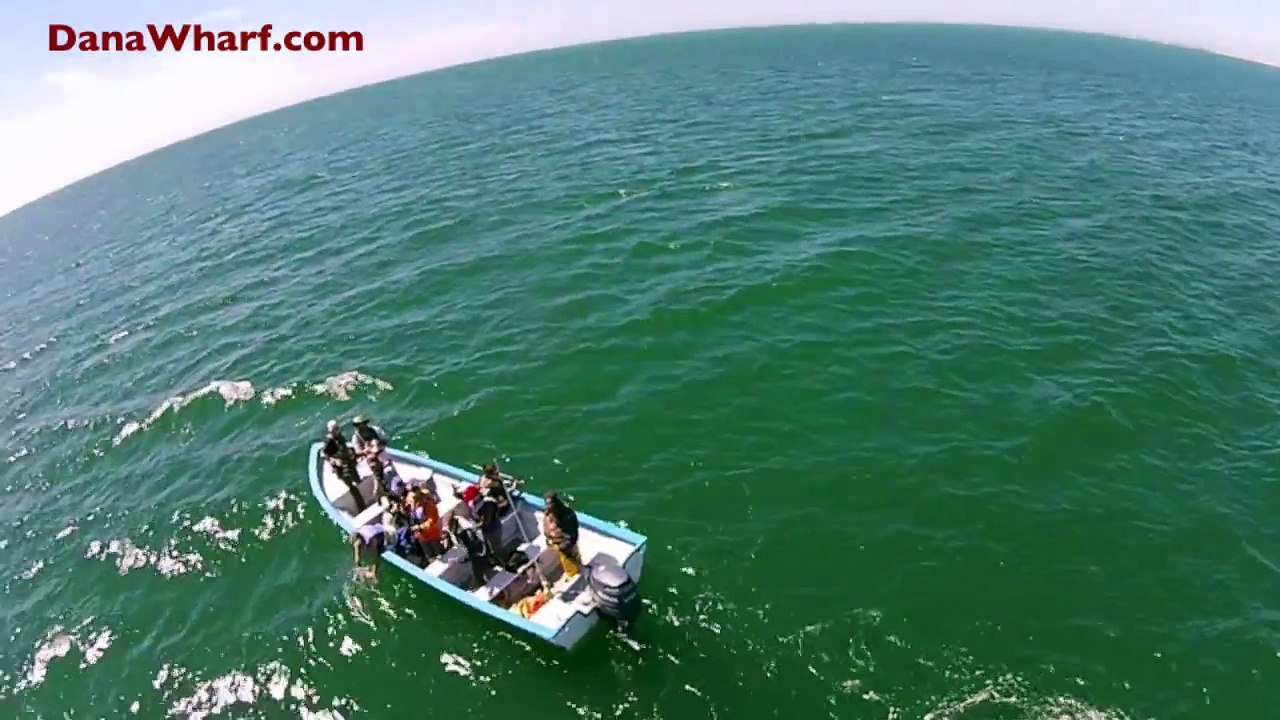 Drone Copter Cam video friendly Gray Whales in San Ignacio